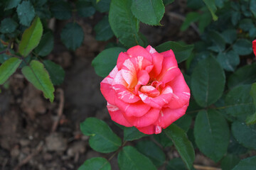 Beautiful red rose flower closeup in garden, A very beautiful red rose flower bloomed on the rose tree, Rose flower closeup, bloom flowers, Natural spring flower, Natural floral background,