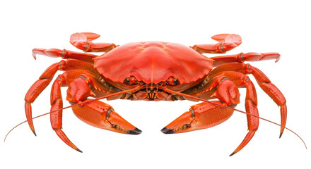 Isolated orange cooked crab, crustacean food, seafood platter, gourmet dining, restaurant