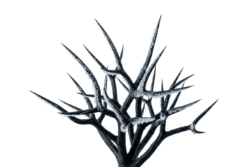 Stark, gnarled deep charcoal grey wrought iron branches with sharp points adorned with glistening silvery-white crystallized dew, isolated on a transparent seamless background, studio shot, crisp