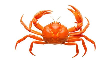 Isolated orange crab with claws up, ready to grab, shellfish, sea creature, on no background