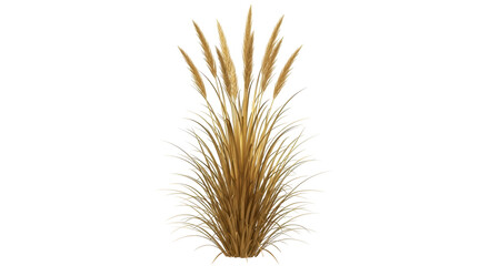 Isolated plant, tall ornamental grass, golden-brown foliage, landscaping, natural element