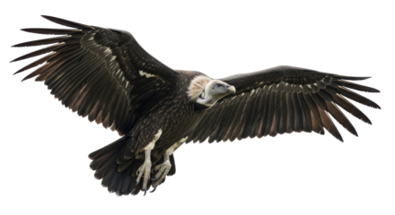 Isolated Griffon Vulture soars majestically with wings outstretched against an open horizon