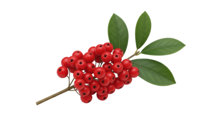 Isolated twig of red rowan berries with green leaves, small bunch of autumn Pyracantha