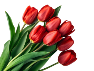 A bouquet of red tulips with green stems and leaves isolated on a black background in a still life image