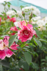 Beautiful red white rose flower closeup in garden, A very beautiful red white rose flower bloomed on the rose tree, Rose flower closeup, bloom flowers, Natural spring flower floral background