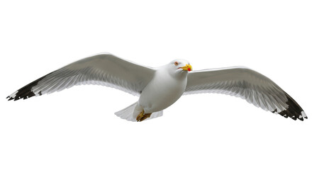 Isolated Seagull in Flight with Spread Wings against Clean Background, Summer Day, Close Up