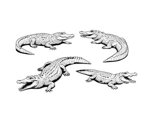 Four detailed black and white ink sketch illustrations of alligators in various poses showcasing their scaly skin and powerful jaws