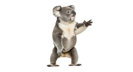 Isolated koala bear standing up on two legs looking to the right raising its paw