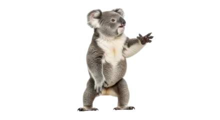 Fotobehang Koala Isolated koala bear standing up on two legs looking to the right raising its paw  © Natalia