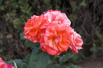 Beautiful red white rose flower closeup in garden, A very beautiful red white rose flower bloomed on the rose tree, Rose flower closeup, bloom flowers, Natural spring flower floral background