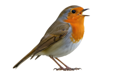 Isolated Robin redbreast perching with open beak, singing bird with vibrant orange plumage