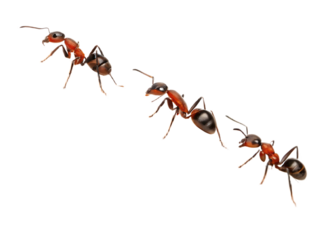 Three ants walking in a line on a black background showing detailed anatomy and vibrant coloration