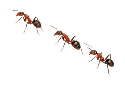 Three ants walking in a line on a black background showing detailed anatomy and vibrant coloration