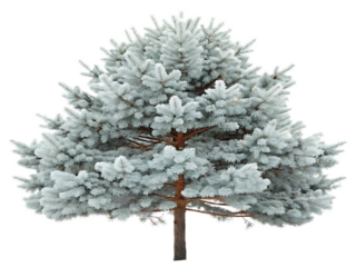 Isolated image of a blue spruce tree with light snow covering the needles and branches on black background
