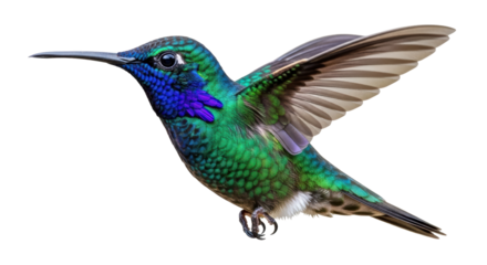 Isolated hummingbird in flight with wings out and facing left on a neutral field in studio