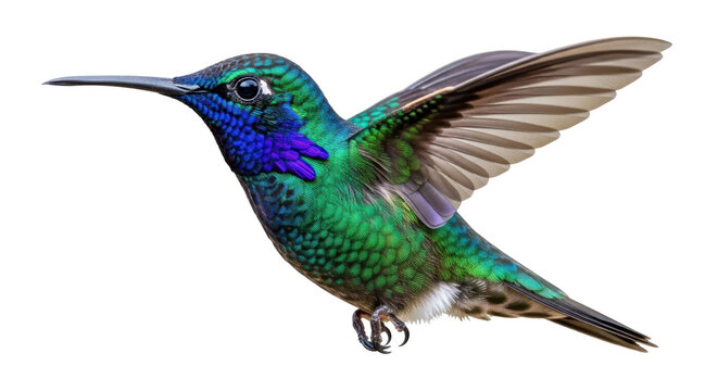 Isolated hummingbird in flight with wings out and facing left on a neutral field in studio