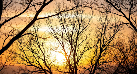 Obraz premium Sunset Silhouette of Bare Trees