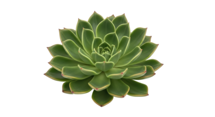 Isolated green echeveria succulent plant, rosette shape, foliage of thick leaves, garden