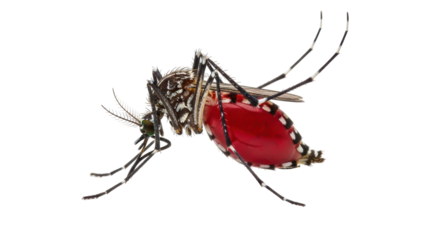 Isolated mosquito with full blood sac insect pest biting disease carrier on light background