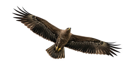 Isolated dark brown eagle in flight with widespread wings against clear sky, wildlife