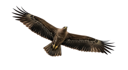 Isolated dark brown eagle in flight with widespread wings against clear sky, wildlife