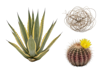Isolated pale yellow agave, light brown tumbleweeds, deep red barrel cactus on transparent background with copy space. Commercial still life of arid desert resilience