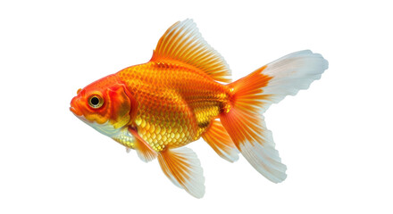 Isolated fancy goldfish specimen with orange scales and flowing tail fin and fins