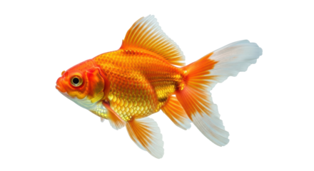 Isolated fancy goldfish specimen with orange scales and flowing tail fin and fins
