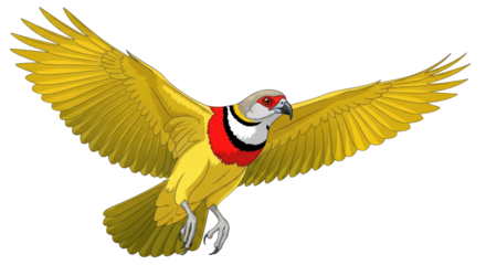 Isolated Golden Pheasant with outspread wings, graceful bird with colorful plumage