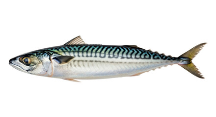 Isolated Atlantic mackerel on a neutral background, a tasty fresh fish with blue stripes