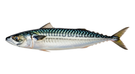 Isolated Atlantic mackerel on a neutral background, a tasty fresh fish with blue stripes