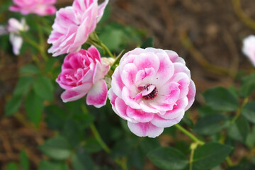 Beautiful pink white rose flower closeup in garden, A very beautiful pink white rose flower bloomed on the rose tree, Rose flower closeup, bloom flowers, Natural spring flower floral background
