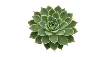 Isolated Echeveria succulent, a rosette of fleshy leaves, ideal garden decoration, botany
