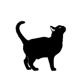 Black Cat Silhouette Standing with Curved Tail