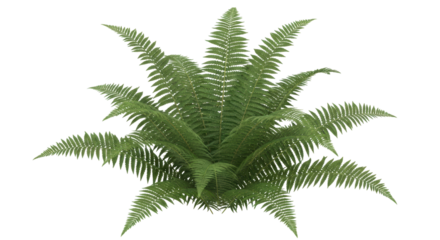 Isolated fern plant with vibrant green fronds growing in a lush bundle on no background