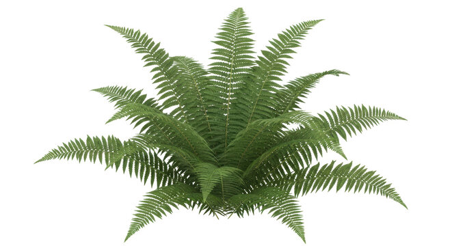 Isolated fern plant with vibrant green fronds growing in a lush bundle on no background