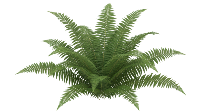 Isolated fern plant with vibrant green fronds growing in a lush bundle on no background