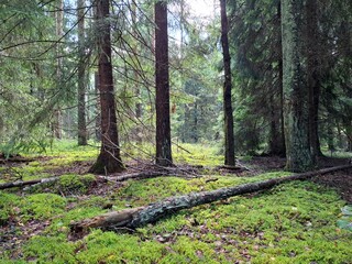 Wild forest with trees and green moss.