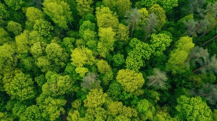 Naklejka premium Fresh Produce & Country Scenery: Broccoli/Cabbage/Lettuce Ingredients, Rural Valleys & Spring Forest Views