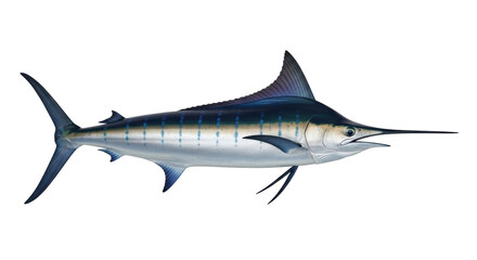 Isolated Striped Marlin Swimming, Marine Predator, Blue Color Fish with Sword Nose Animal