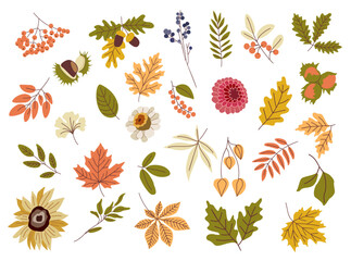Set of dried autumn leaves, flowers colorful vector flat illustration. Collection of various branches and foliage isolated on transparent background. Fall season hand drawn design elements, clipart.