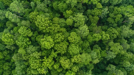 Naklejka premium Fresh Produce & Country Scenery: Broccoli/Cabbage/Lettuce Ingredients, Rural Valleys & Spring Forest Views