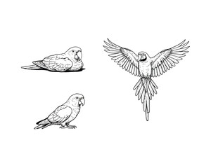 Detailed black and white line art illustrations of three different parrots showcasing their unique poses and natural beauty in artistic sketches