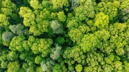 Naklejka premium Fresh Produce & Country Scenery: Broccoli/Cabbage/Lettuce Ingredients, Rural Valleys & Spring Forest Views