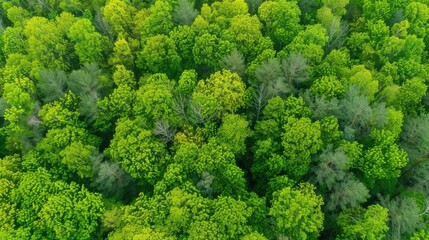 Naklejka premium Fresh Produce & Country Scenery: Broccoli/Cabbage/Lettuce Ingredients, Rural Valleys & Spring Forest Views