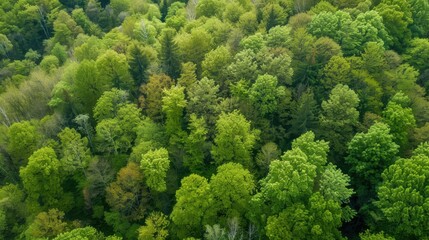 Naklejka premium Fresh Produce & Country Scenery: Broccoli/Cabbage/Lettuce Ingredients, Rural Valleys & Spring Forest Views