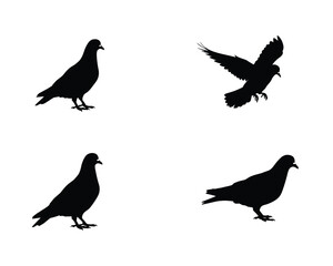 Four distinct silhouette illustrations of pigeons in various poses including standing flying and landing on a clean white background