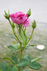 Obraz premium Beautiful pink rose flower closeup in garden, A very beautiful pink yellow rose flower bloomed on the rose tree, Rose flower closeup, bloom flowers, Natural spring flower floral background