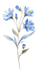 PNG Watercolor blue wildflower flowers illustration art.