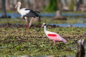 Roseate spoonbill, Platalea ajaja, La Estrella Marsh, Formosa Province, Argentina.